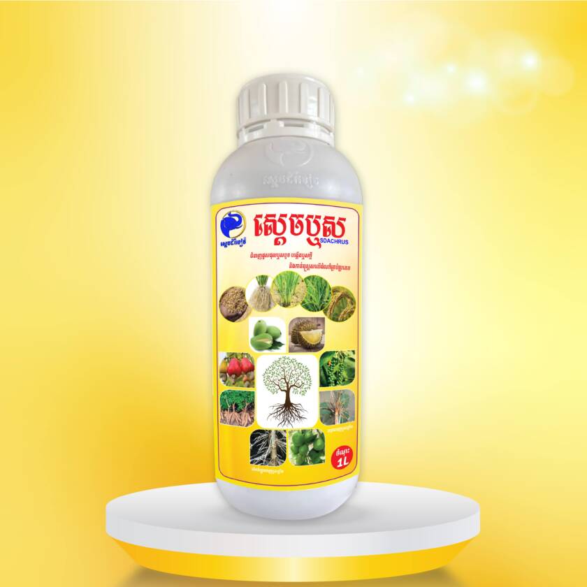 ស្ដេចឬស