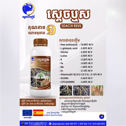 ស្តេចឬស