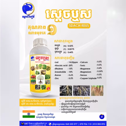 ស្តេចឬស