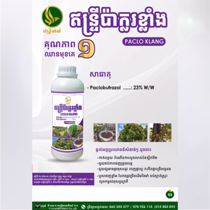 ឥន្ទ្រីប៉ាក្លរខ្លាំង