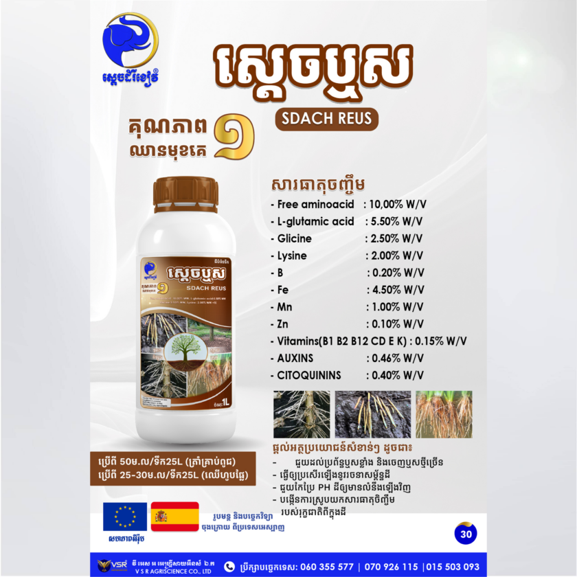 ស្តេចឬស